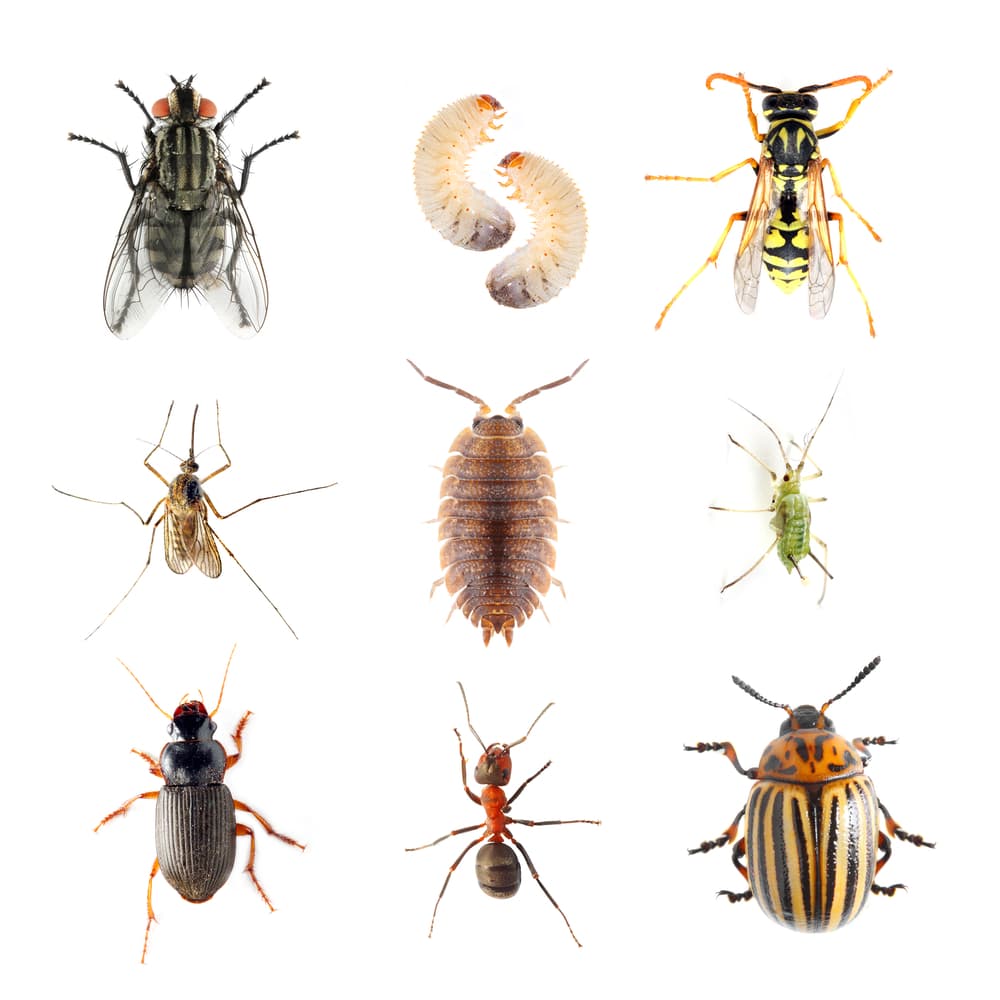 SM PEST CONTROL LTD
