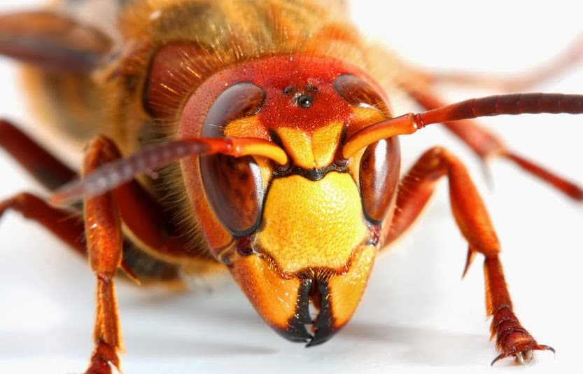 Latham Pest Control Ltd