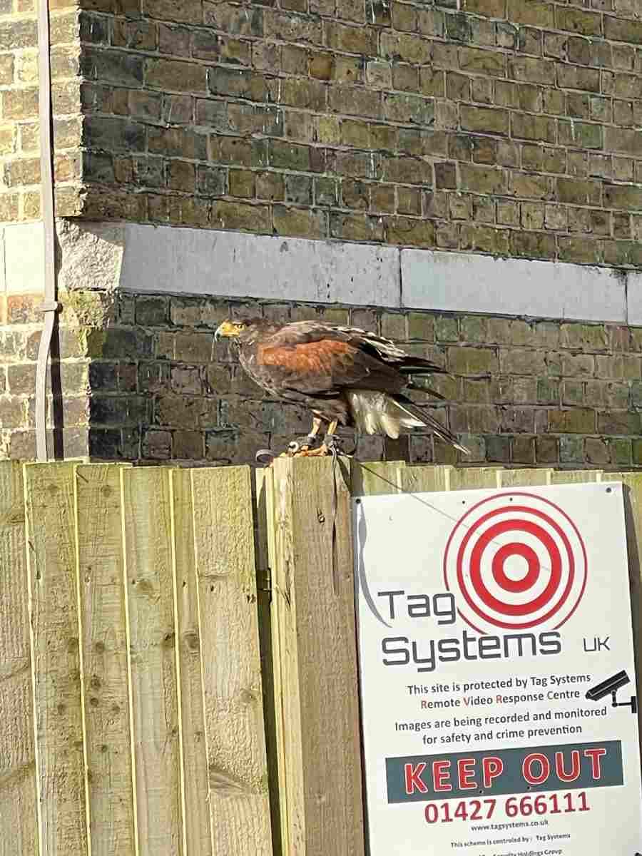 Hawkeye Bird Control