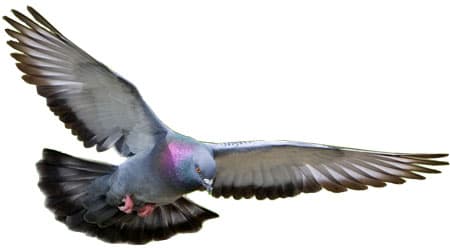 Pest Control Manchester