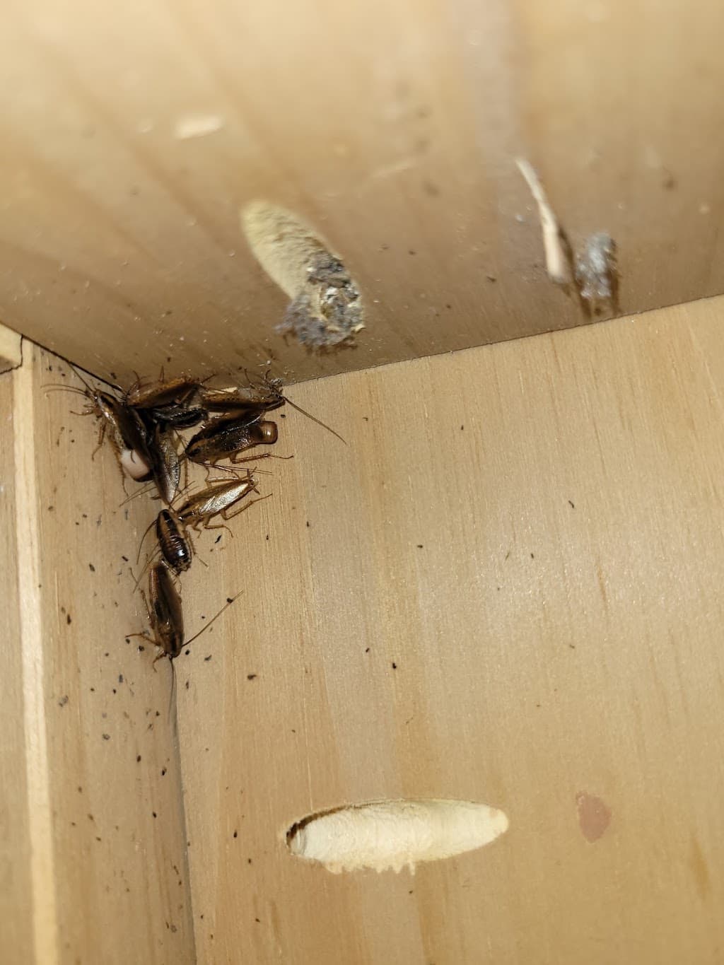 Local Pest Control