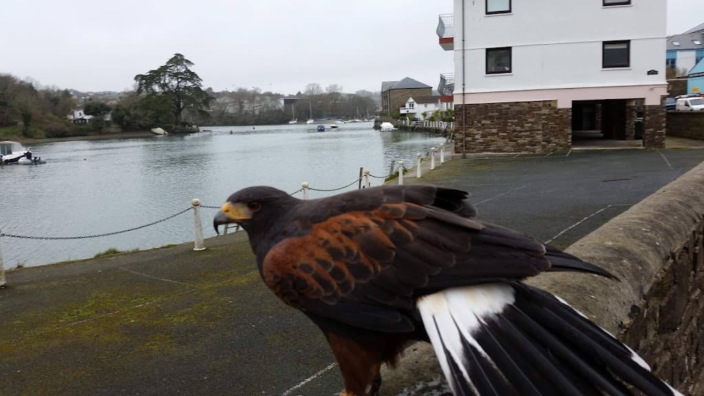 Falcon Environmental Services | Plymouth Pest Control