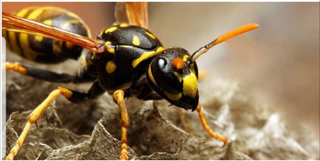 M24 Pest Control ltd Manchester pest control services