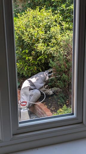 Indigo Wasp Nest Removal β Customer photo